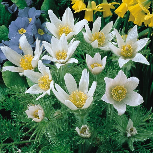 Pustilla White